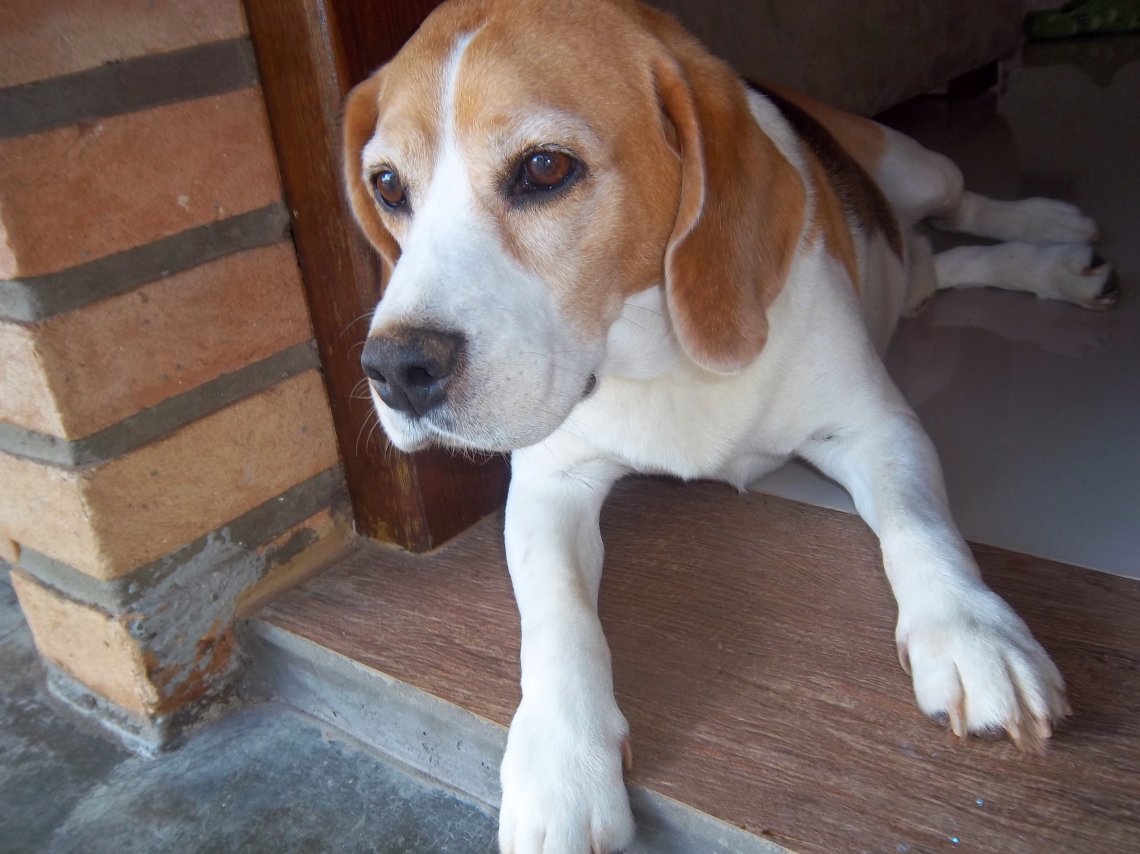 Beagle