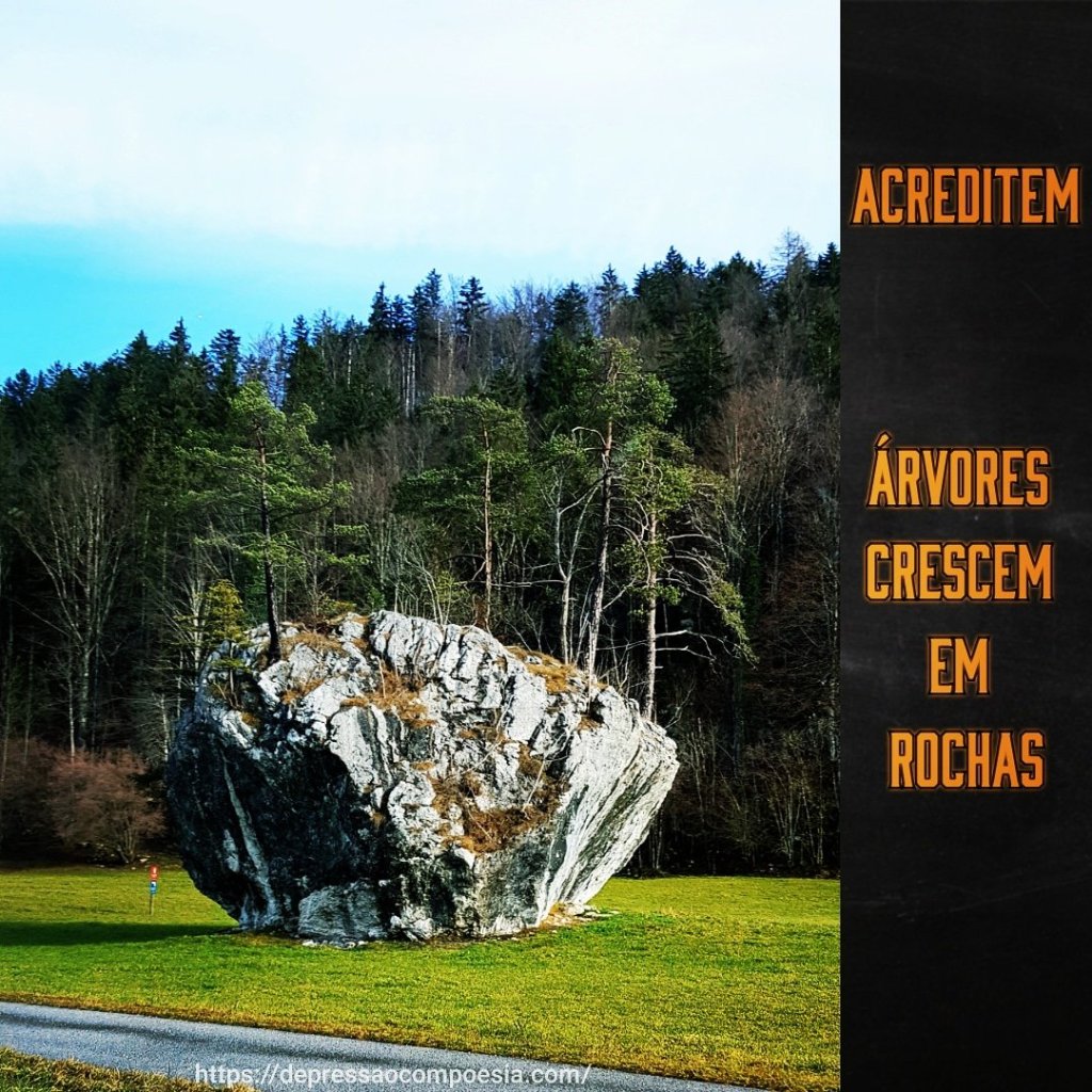 Árvores na pedra
